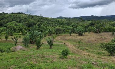 LOTES DE CASI MEDIA HECTAREA EN LAMAS