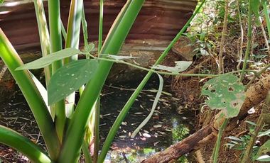 VENTA DE FINCA EN SAN GIL SANTANDER  KILOMETRO 5 VIA A MOGOTES