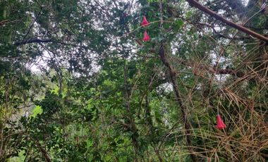 Parcela en Loteo Calfuco