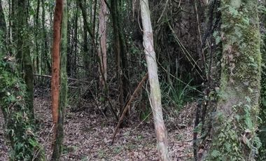 Parcela en Loteo Calfuco
