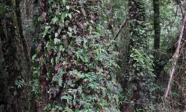 Parcela en Loteo Calfuco