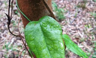 Parcela en Loteo Calfuco