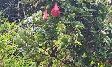 Parcela en Loteo Calfuco