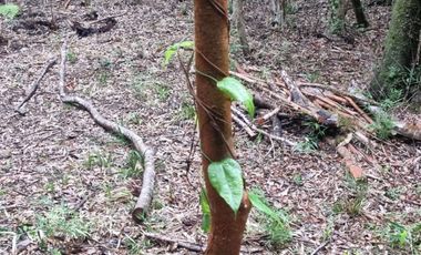 Parcela en Loteo Calfuco