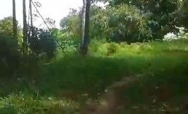 400 M2 Tanah Kebun Subur & Murah, Tenjolaut Cikalong Wetan, Bandung Barat