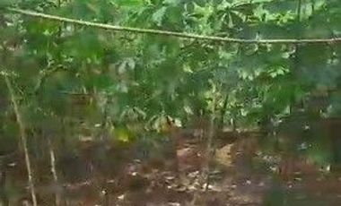 400 M2 Tanah Kebun Subur & Murah, Tenjolaut Cikalong Wetan, Bandung Barat