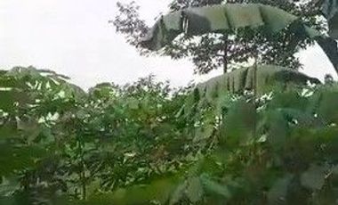 400 M2 Tanah Kebun Subur & Murah, Tenjolaut Cikalong Wetan, Bandung Barat