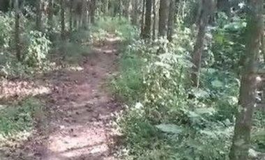 400 M2 Tanah Kebun Subur & Murah, Tenjolaut Cikalong Wetan, Bandung Barat