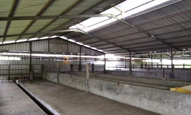 Bangunan Eks-Kandang Sapi LB 6000 M2 LT 2 Ha, Palasah, Majalengka.