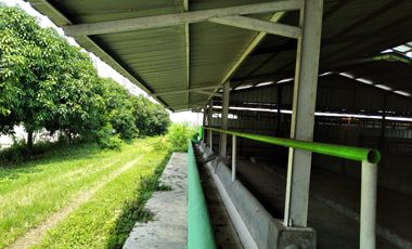 Bangunan Eks-Kandang Sapi LB 6000 M2 LT 2 Ha, Palasah, Majalengka.