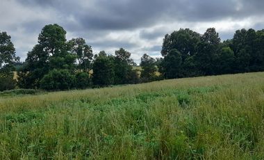 Parcelas 5.000 mts2., sector Ñuble Villarrica - Loncoche