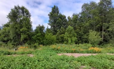 Parcelas 5.000 mts2., sector Ñuble Villarrica - Loncoche
