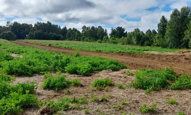 Parcelas 5.000 mts2., sector Ñuble Villarrica - Loncoche