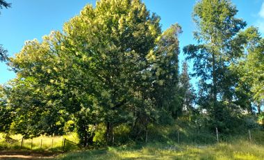 Terreno 4 hectáreas con cabaña