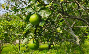 VENTA DE FINCA SAN ANTONIO DEL TEQUENDAMA