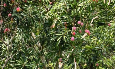 VENTA DE FINCA SAN ANTONIO DEL TEQUENDAMA