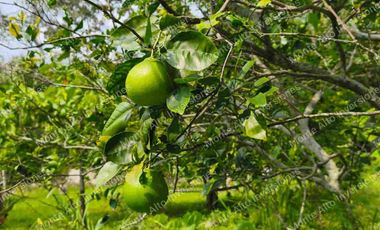 VENTA DE FINCA SAN ANTONIO DEL TEQUENDAMA