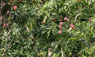 VENTA DE FINCA SAN ANTONIO DEL TEQUENDAMA