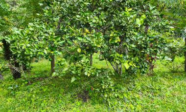 VENTA DE FINCA SAN ANTONIO DEL TEQUENDAMA