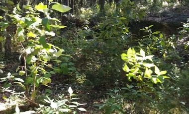 Terreno en Venta ¡Gran Oportunidad de Inversión en un Entorno Natural y Tranquilo!
