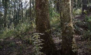 Terreno en Venta ¡Gran Oportunidad de Inversión en un Entorno Natural y Tranquilo!