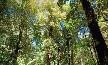 EN VENTA Hermosa parcela plana y con bosque a la vez