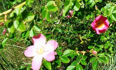 EN VENTA Hermosa parcela plana y con bosque a la vez