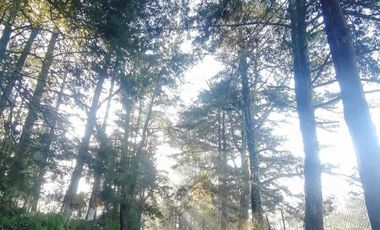 VENTA DE TERRENO BOSCOSO EN ACAXOCHITLAN CERCA DEL RÍO