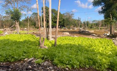 Renta de Excelente Terreno ubicado en Komchén