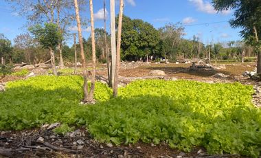 Renta de Excelente Terreno ubicado en Komchén