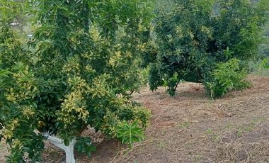 VENTA LOTE AV. TRONCAL DEL OCCIDENTE
