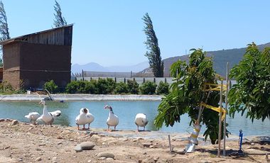 7,11 HA EN ROMERAL HIJUELAS CON PALTOS EN PLENA PRODUCCION