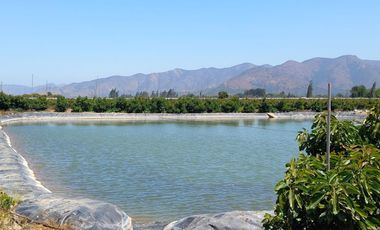 7,11 HA EN ROMERAL HIJUELAS CON PALTOS EN PLENA PRODUCCION