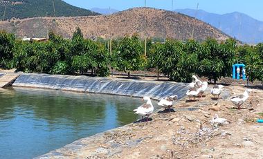 7,11 HA EN ROMERAL HIJUELAS CON PALTOS EN PLENA PRODUCCION