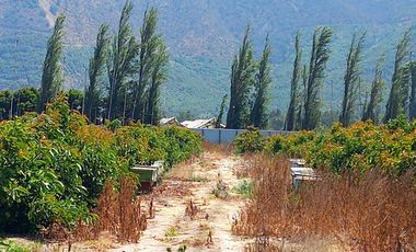 7,11 HA EN ROMERAL HIJUELAS CON PALTOS EN PLENA PRODUCCION