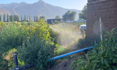 7,11 HA EN ROMERAL HIJUELAS CON PALTOS EN PLENA PRODUCCION