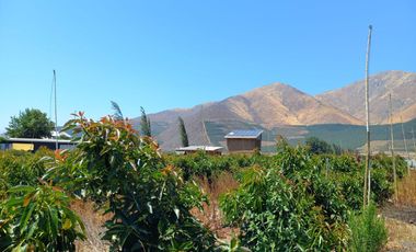 7,11 HA EN ROMERAL HIJUELAS CON PALTOS EN PLENA PRODUCCION