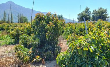 7,11 HA EN ROMERAL HIJUELAS CON PALTOS EN PLENA PRODUCCION