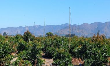 7,11 HA EN ROMERAL HIJUELAS CON PALTOS EN PLENA PRODUCCION