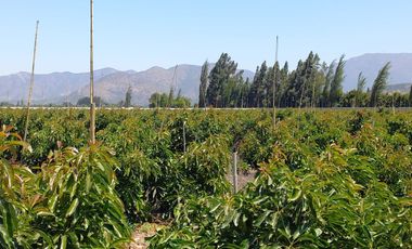 7,11 HA EN ROMERAL HIJUELAS CON PALTOS EN PLENA PRODUCCION