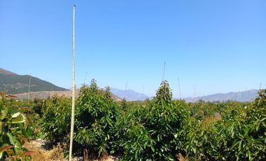 7,11 HA EN ROMERAL HIJUELAS CON PALTOS EN PLENA PRODUCCION