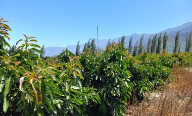 7,11 HA EN ROMERAL HIJUELAS CON PALTOS EN PLENA PRODUCCION