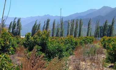 7,11 HA EN ROMERAL HIJUELAS CON PALTOS EN PLENA PRODUCCION