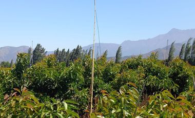 7,11 HA EN ROMERAL HIJUELAS CON PALTOS EN PLENA PRODUCCION