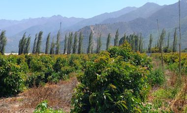 7,11 HA EN ROMERAL HIJUELAS CON PALTOS EN PLENA PRODUCCION