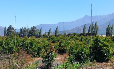 7,11 HA EN ROMERAL HIJUELAS CON PALTOS EN PLENA PRODUCCION