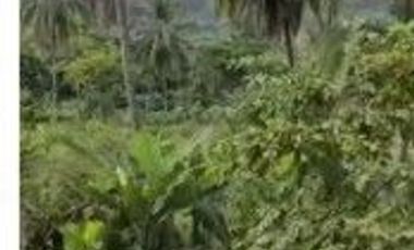 6000 M2 Tanah Kebun Pinggir Jalan Desa, Citatah, Cipatat,Bandung Barat
