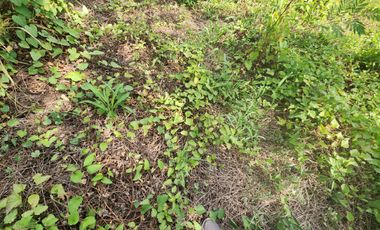 Prime Location – Vacant Land for Sale in Nakhon Pathom City!  Tesaban Soi 2/1, Thammasala Subdistrict – Only 800 meters from Phetkasem Road!