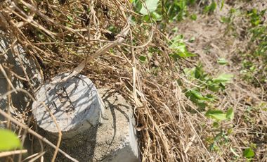 Prime Location – Vacant Land for Sale in Nakhon Pathom City!  Tesaban Soi 2/1, Thammasala Subdistrict – Only 800 meters from Phetkasem Road!