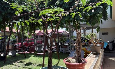 TWO HOUSES FOR SALE IN DUMAGUETE CITY ID 14983